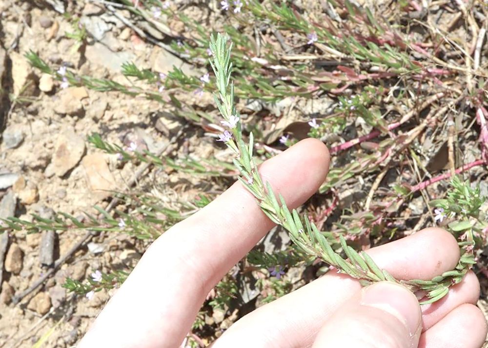 Toxic Weed Risk Due to Dry Swamps and Dams post image