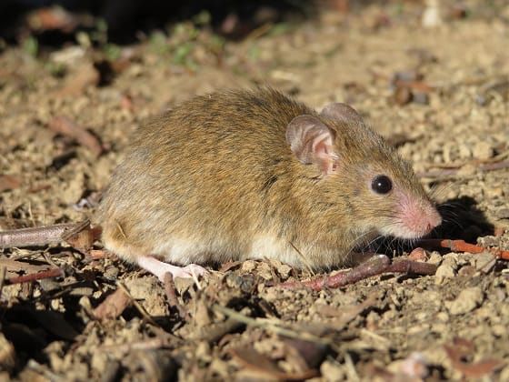 Warning on Mice Baiting post image