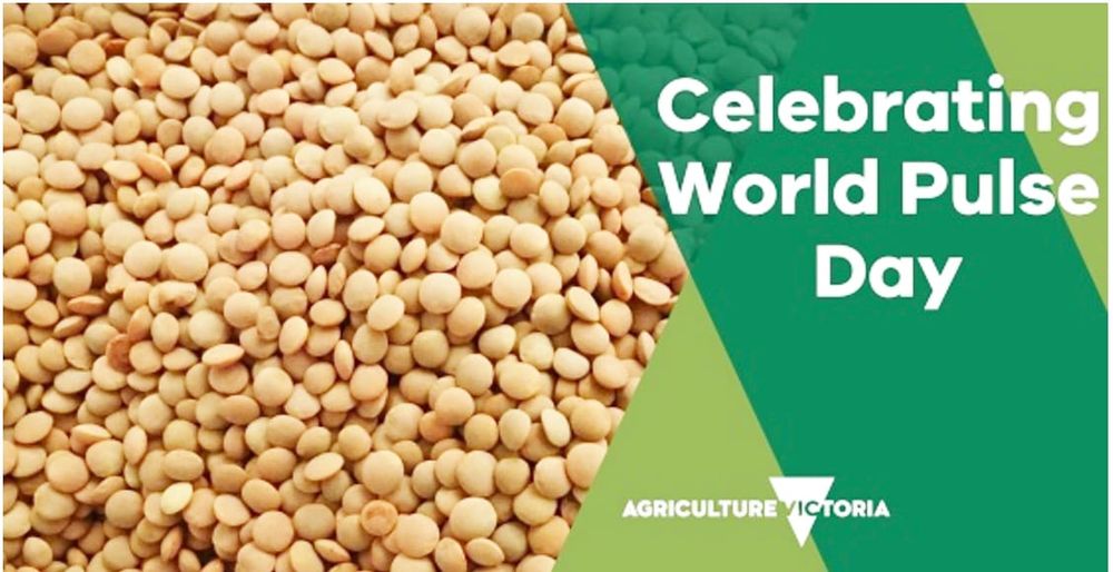 Big Boost for Lentil Breeding post image