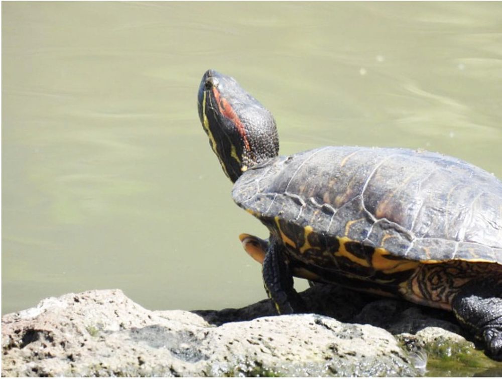 Exotic Slider Turtle Caught Red Handed post image