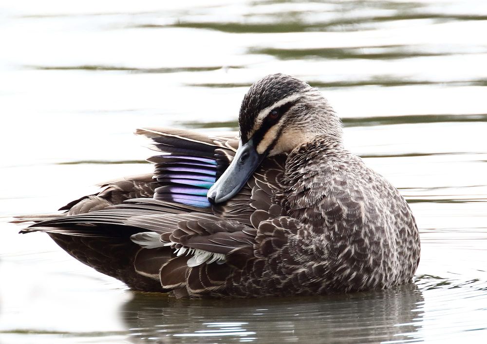A Better Way for Buloke post image