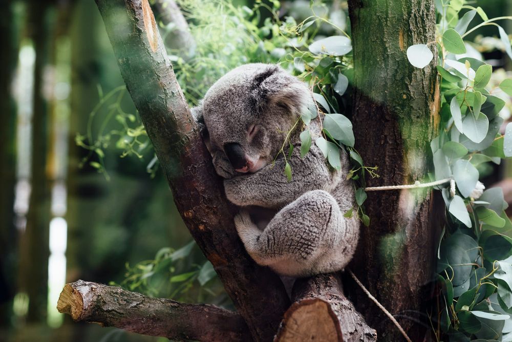 Dr. Bob Brown Signs on for Koala March post image