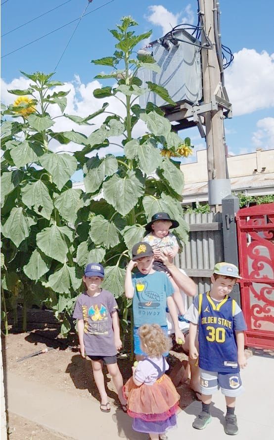 Sunflower Spectacular post image