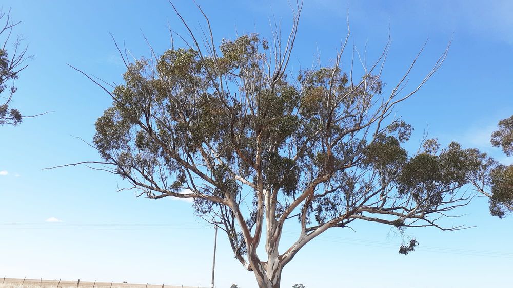 Trees Needing Your Support post image