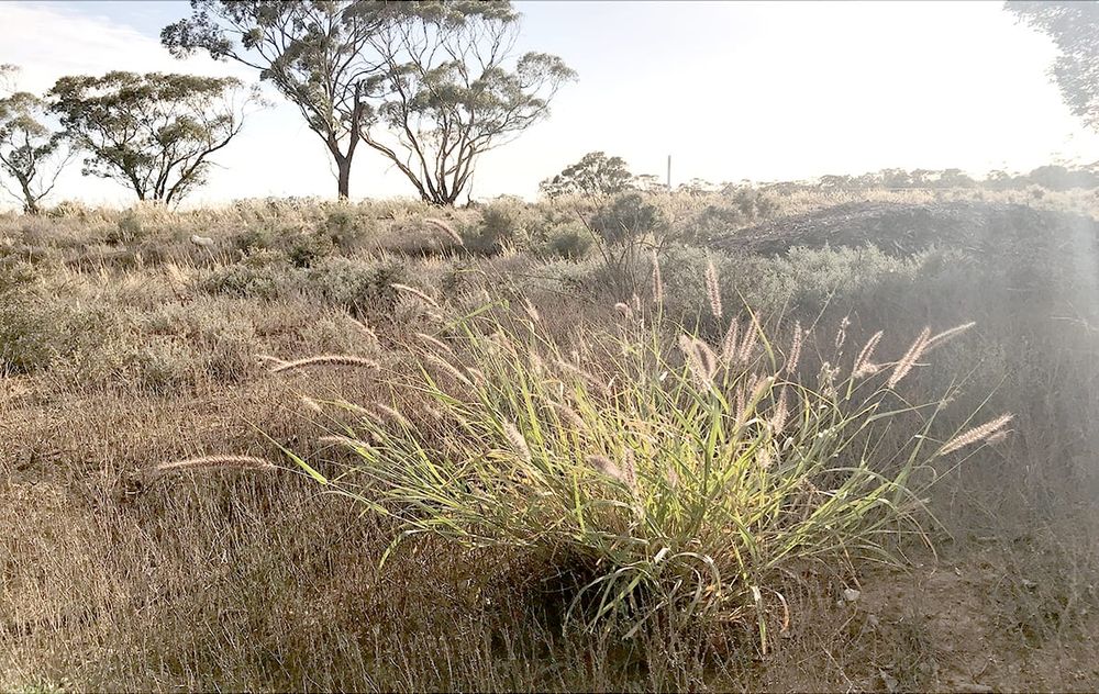 High-Tech Tool Stops Weeds Dead post image