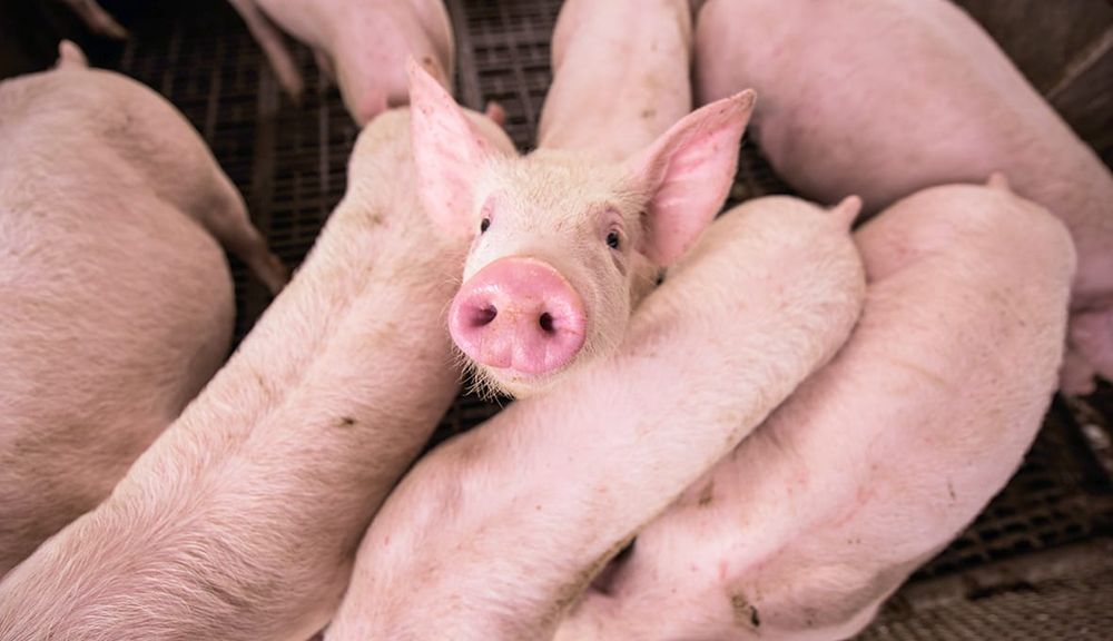 Hands-on help for pig owners post image