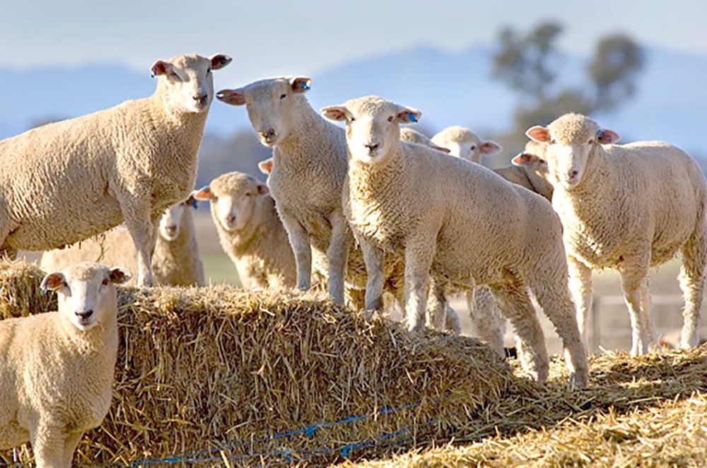 Caution Feeding Cereal Straw in the Lead-up to Joining post image