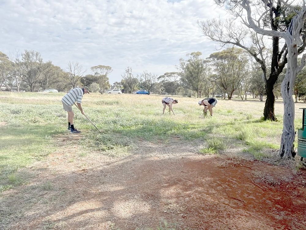 Golfers Beat the Bindii post image