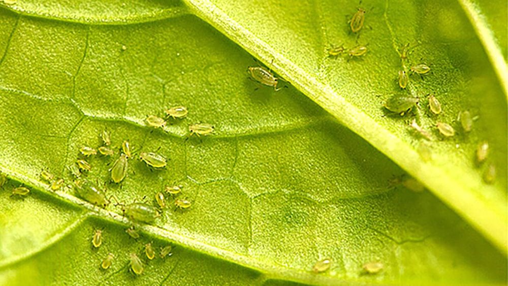 IPM Checklist Released post image