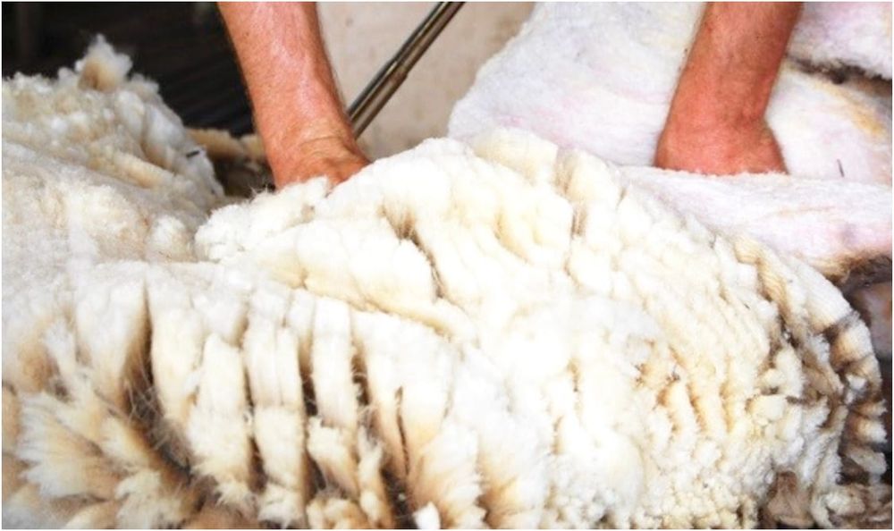 Farmer Disqualified for Failing to Shear Sheep post image