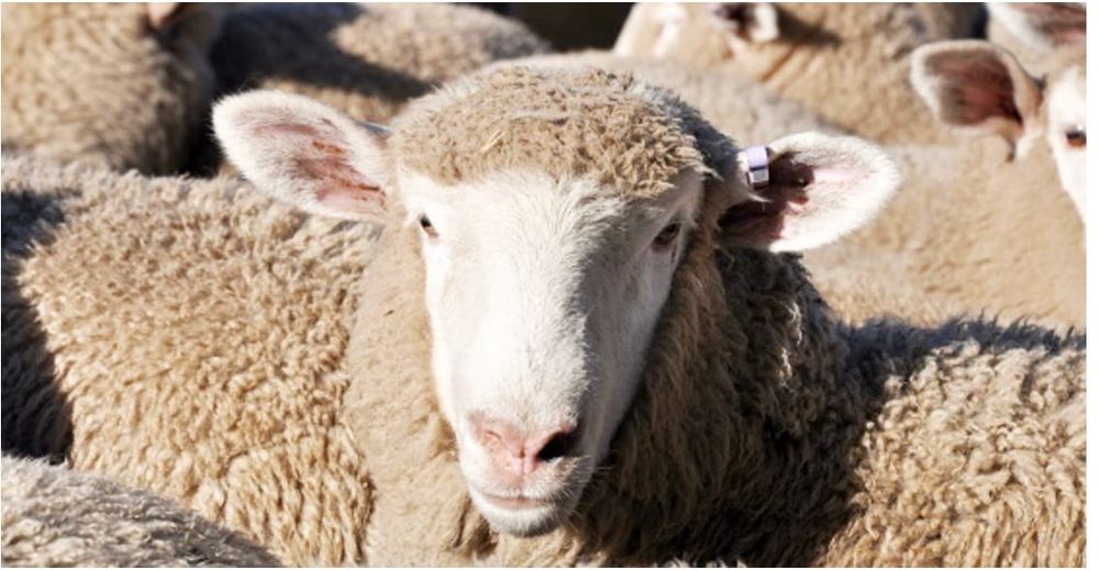 Fly Strike and Seed Contamination . . . Sheep Producers Urged to be on the Front Foot post image