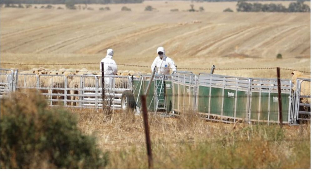 What If an Exotic Disease Outbreak Were to be Found on Your Property? post image