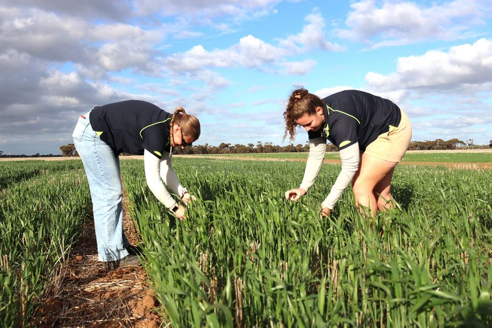 To Guide Grower Decisions at BCG Main Field Day: Latest Variety Trial Data post image