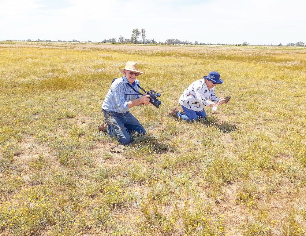Grassland Delight post image