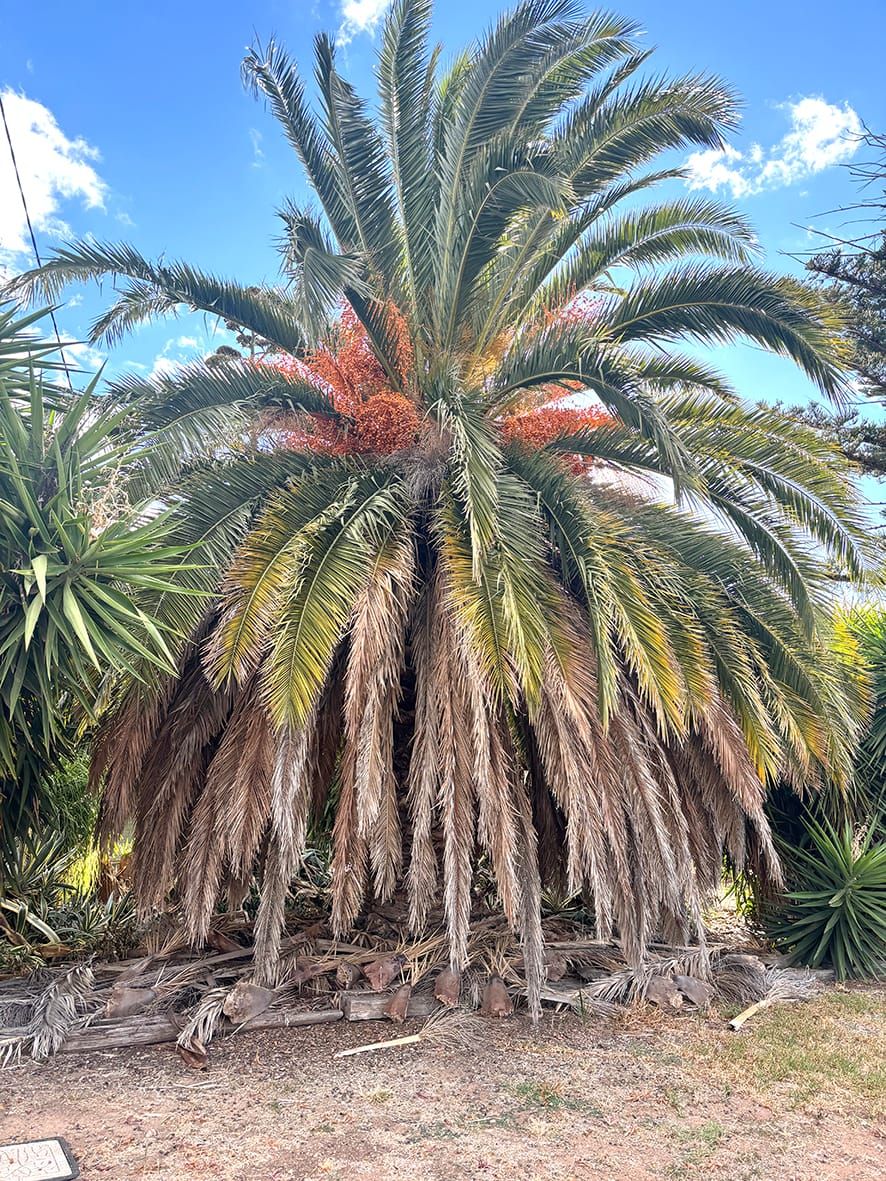Birchip’s Trees – Part 2: More On a “Shady” History post image