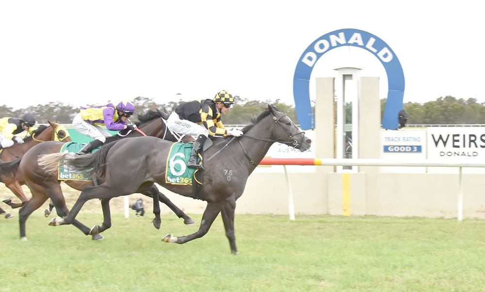 Dark Journey Wins Donald Cup post image