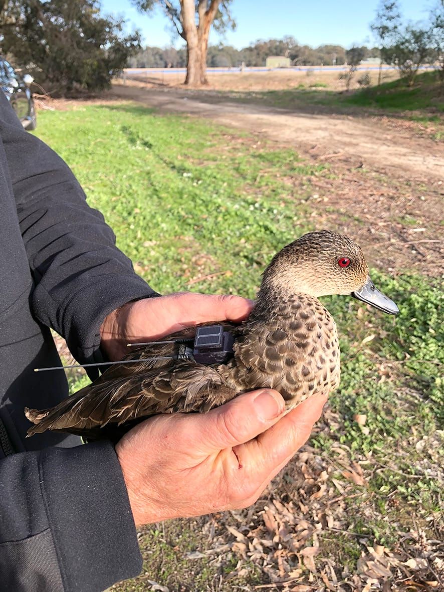 Duck Tracking Research  Project Takes Flight post image