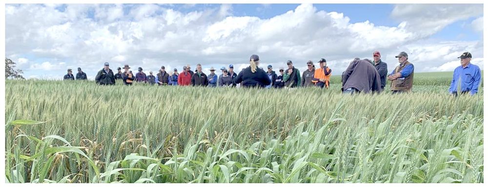 Out-of-the-box solutions wanted: GRDC seeks proposals through Grain Adopt post image