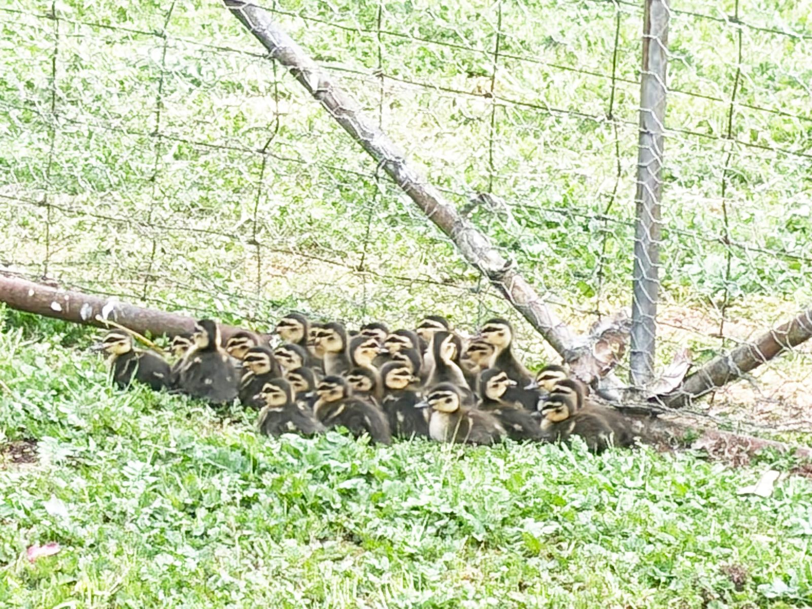 Quacking Creche post image
