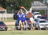 Royal Blues Fight, Redbacks Bite post image