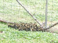Quacking Creche post image