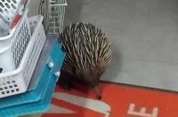 A Prickly Patron at Wycheproof Newsagency post image