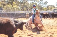 Campdrafting Action at Charlton post image