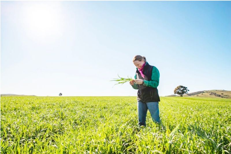 From Wimmera’s CMA — Weather Stations and Soil Moisture Probes post image