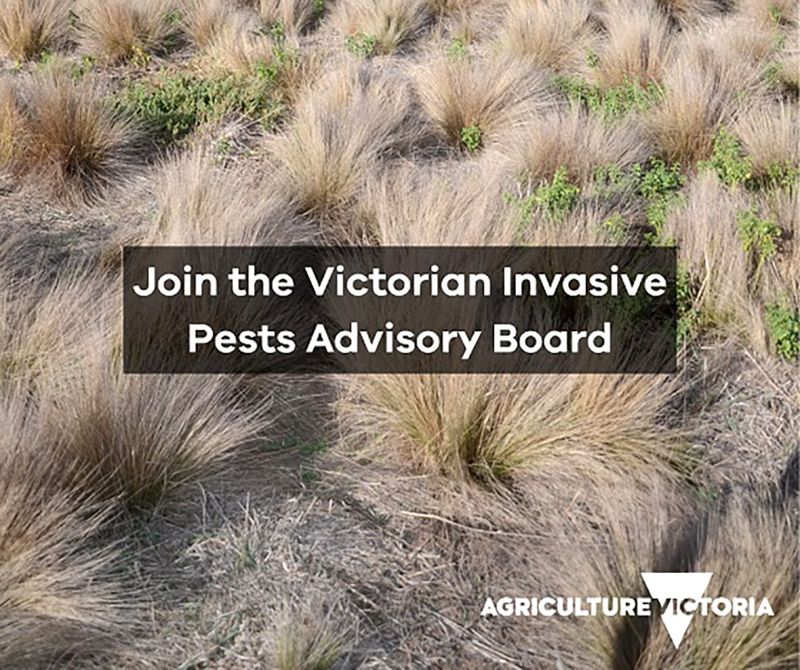 Help Shape the Future of Invasive Pest and Weed Management post image