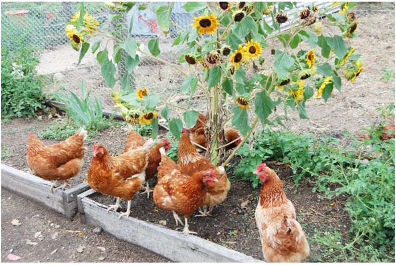 Well-Earned Retirement for Chickens On the Front Line post image