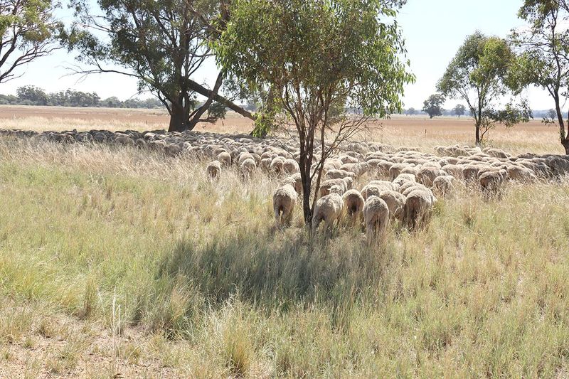 Shelter to Prevent Livestock Heat Stress post image