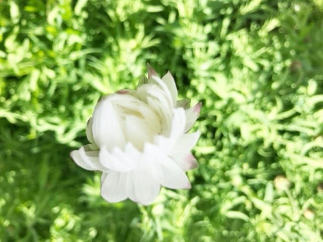 Paper Daisies in Willow Court post image