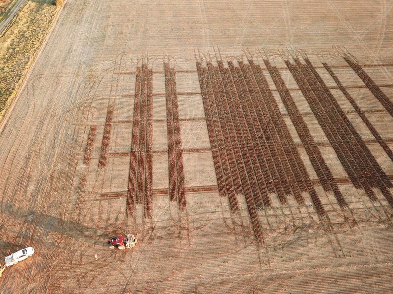 BCG Sowing Update May 2020 post image