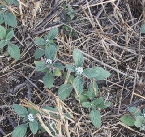Summer Weeds Thrive Across the South-West post image