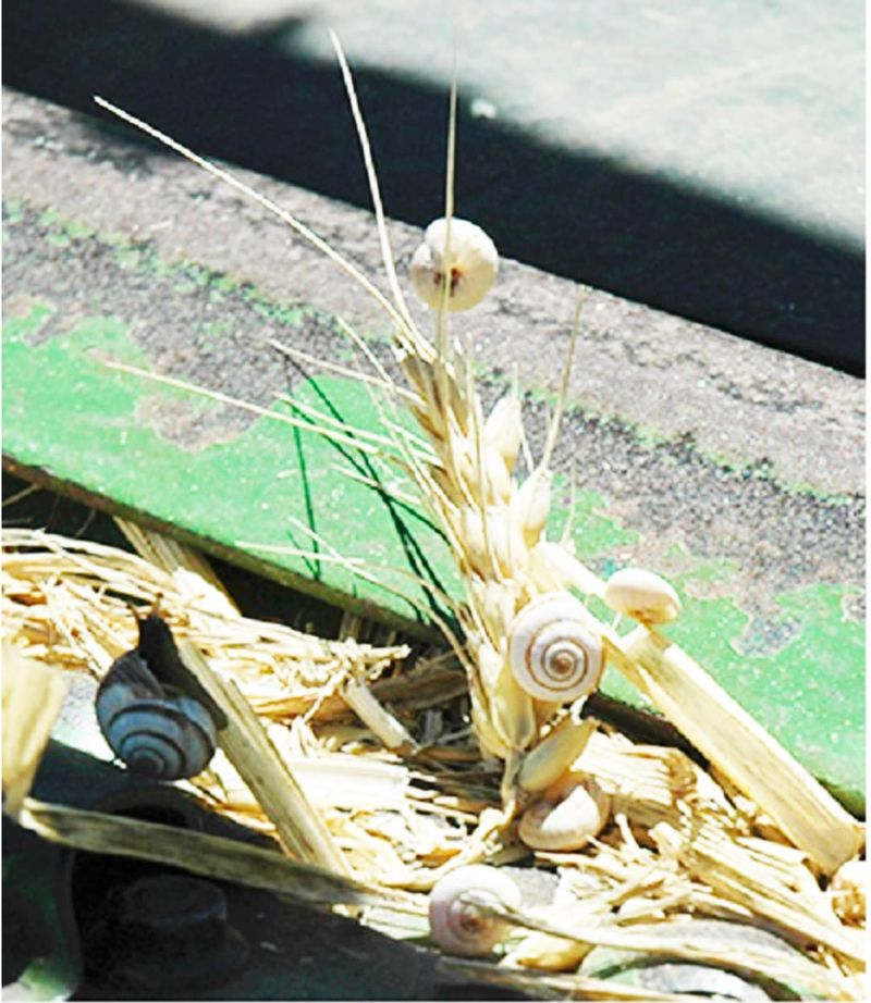 The Need for Snail Control post image