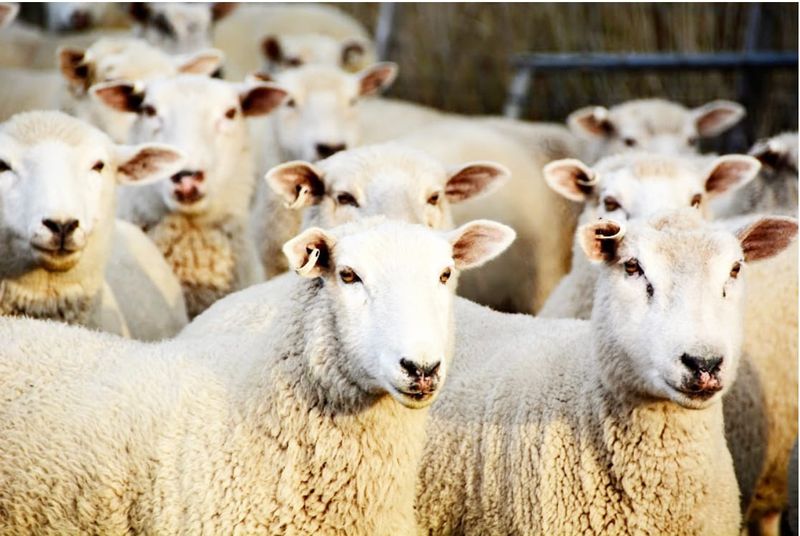 Multi Health Issues in Sheep This Season post image