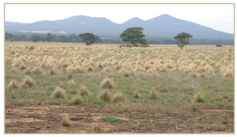 Serrated Tussock Grants Now Open post image