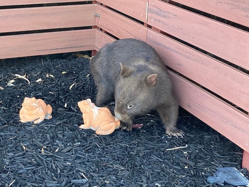 Meet Willie – or Wilma post image