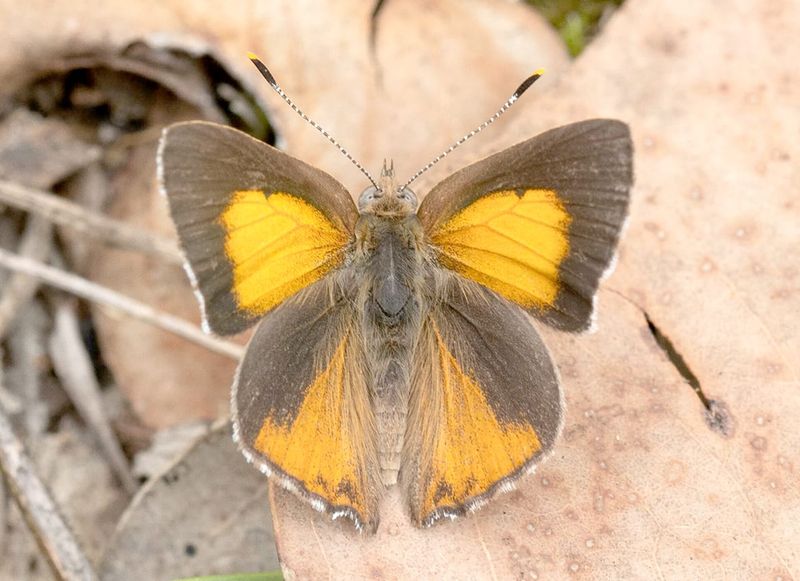 Protecting a Very Special Butterfly post image
