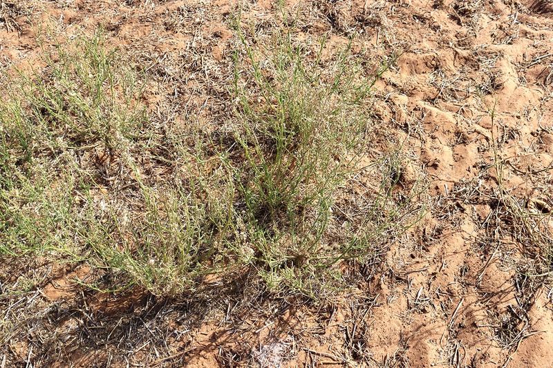 Flaxleaf Fleabane post image