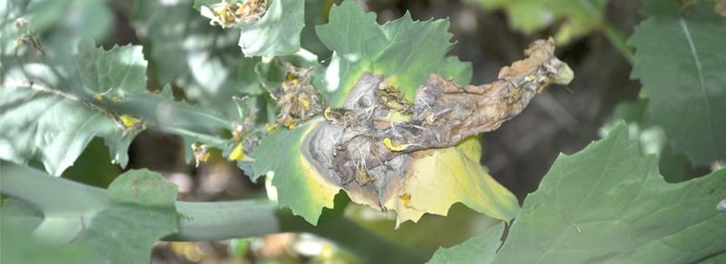 Discovery to Improve Resistance in Canola post image