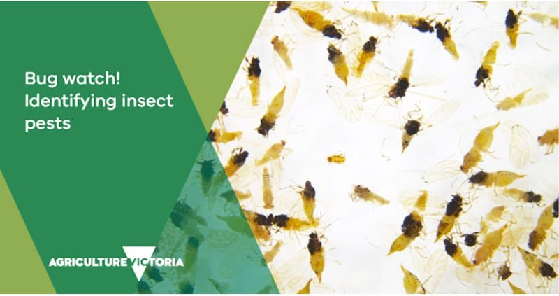 New Research to Trial Pests in Fruit and Veg. post image