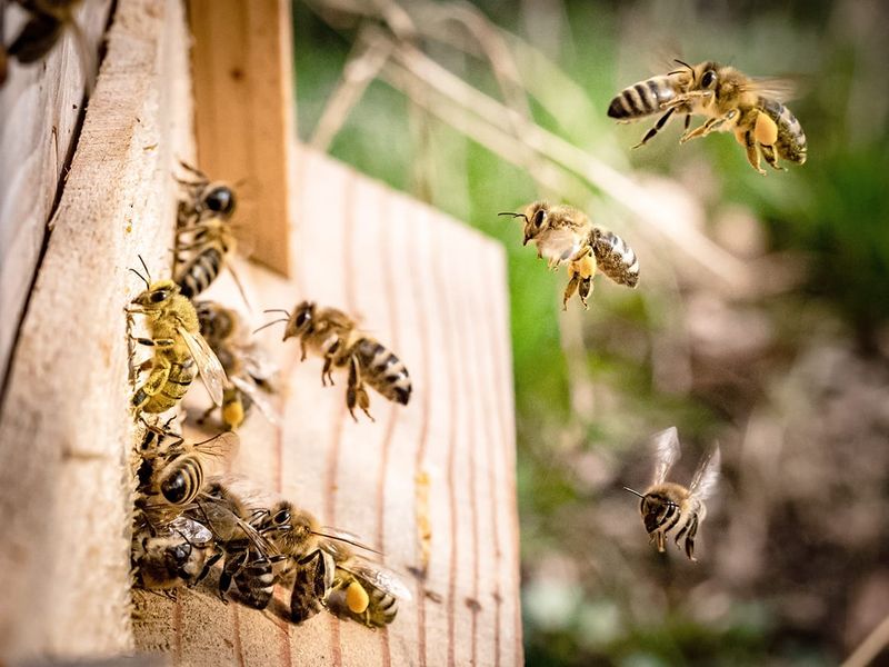 Boost for Beekeeper’s Varroa-monitoring Toolkit post image