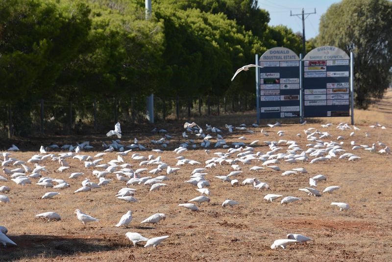 A Feast for Famished Feathered Fliers post image