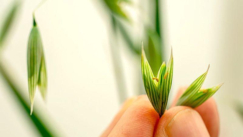 GRDC Launches Research Consortium for Oat Market post image