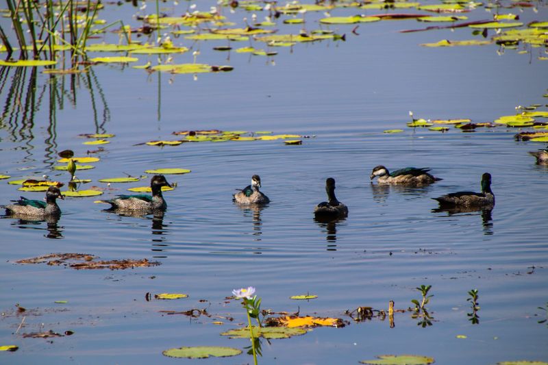 Labor, Greens and Animal Justice Take Aim: Duck Hunters Shot Down? post image