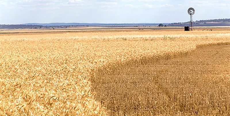 Growers Winning War on Weeds post image