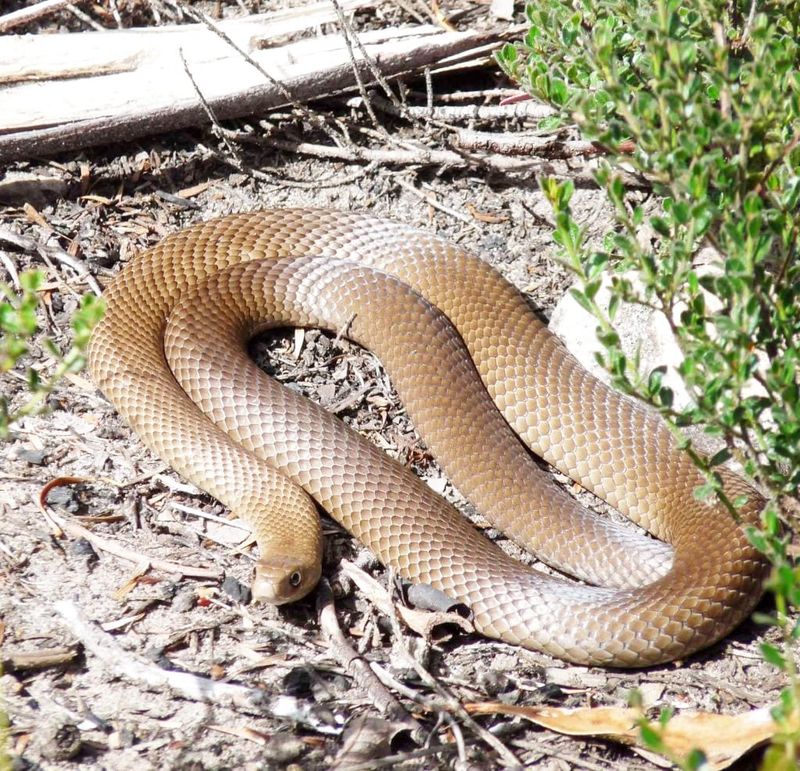Snakes Slither Out in Spring post image