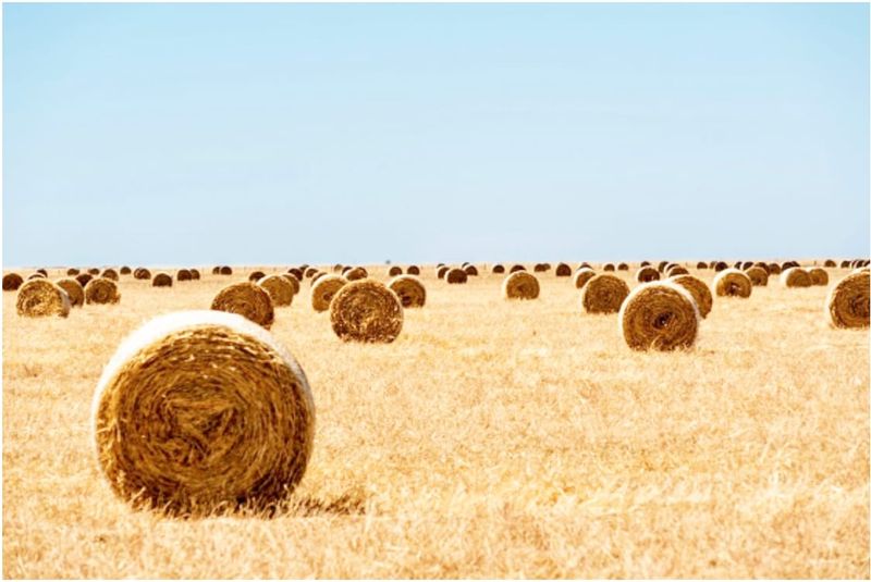 Cutting Crops for Hay Bales post image