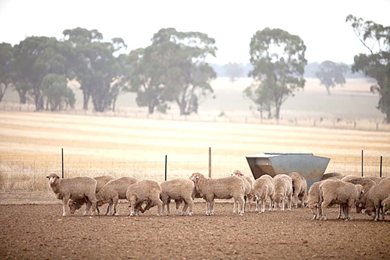 Caring For Your Stock in Dry Seasonal Conditions post image